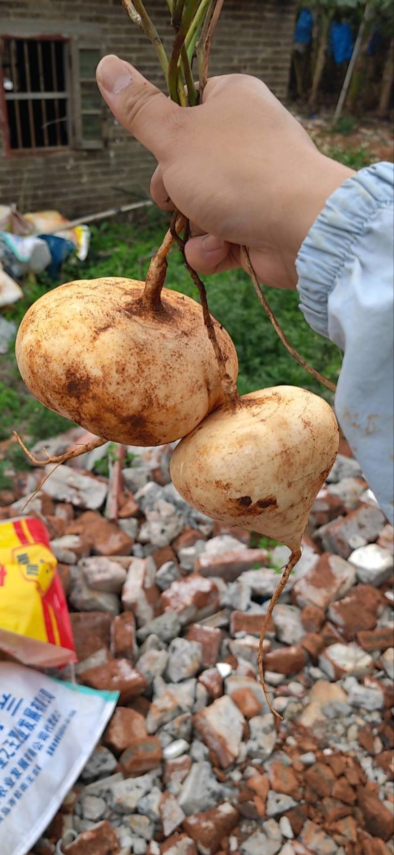 香蕉，良姜，凉薯