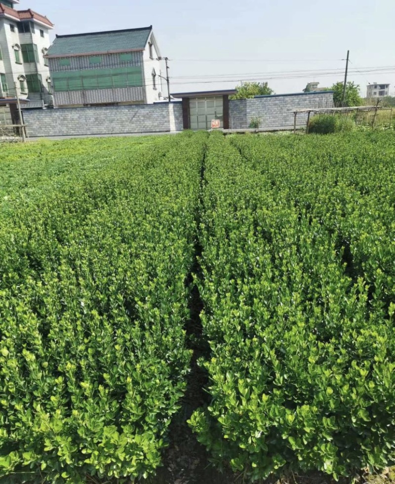 40-50-60厘米高大叶黄杨工程苗大量现货供应