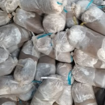 灵芝菌包大量供应一手货源全国走货欢迎来电联系