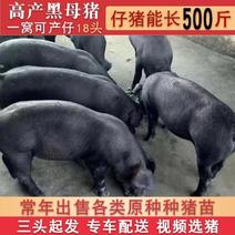 原种苏太母猪苗纯种北京黑母猪仔放养黑金刚种公猪母猪崽活体