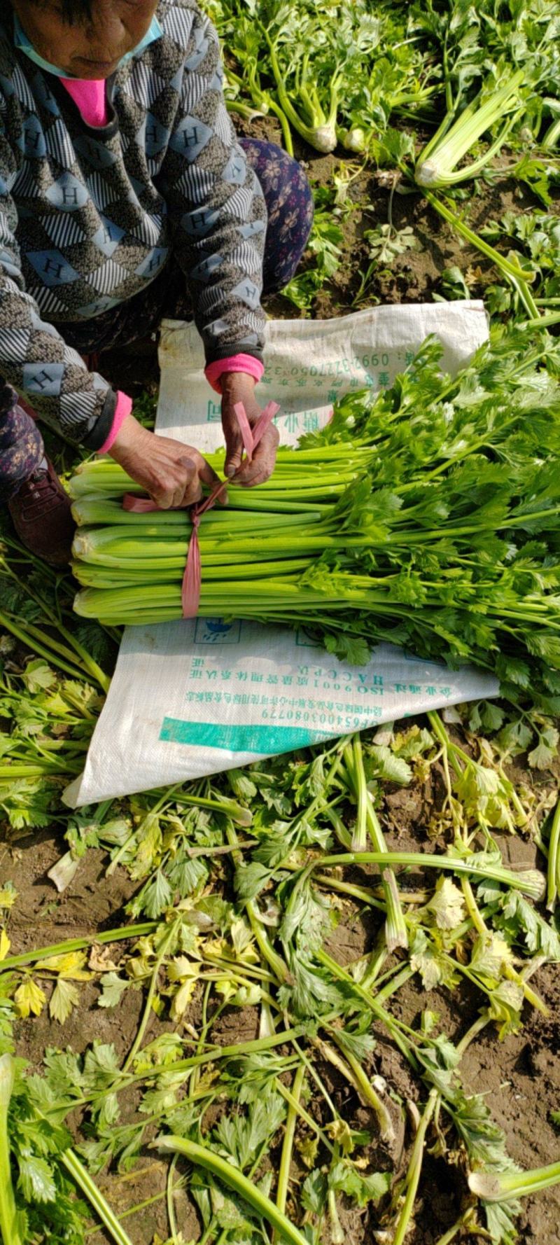 芹菜，法国皇后西芹，大棵菜，产地直销直发