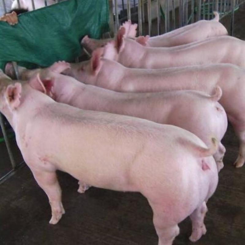 新美系原种大白母猪长白母猪二元母猪育肥猪小猪仔大约克母猪