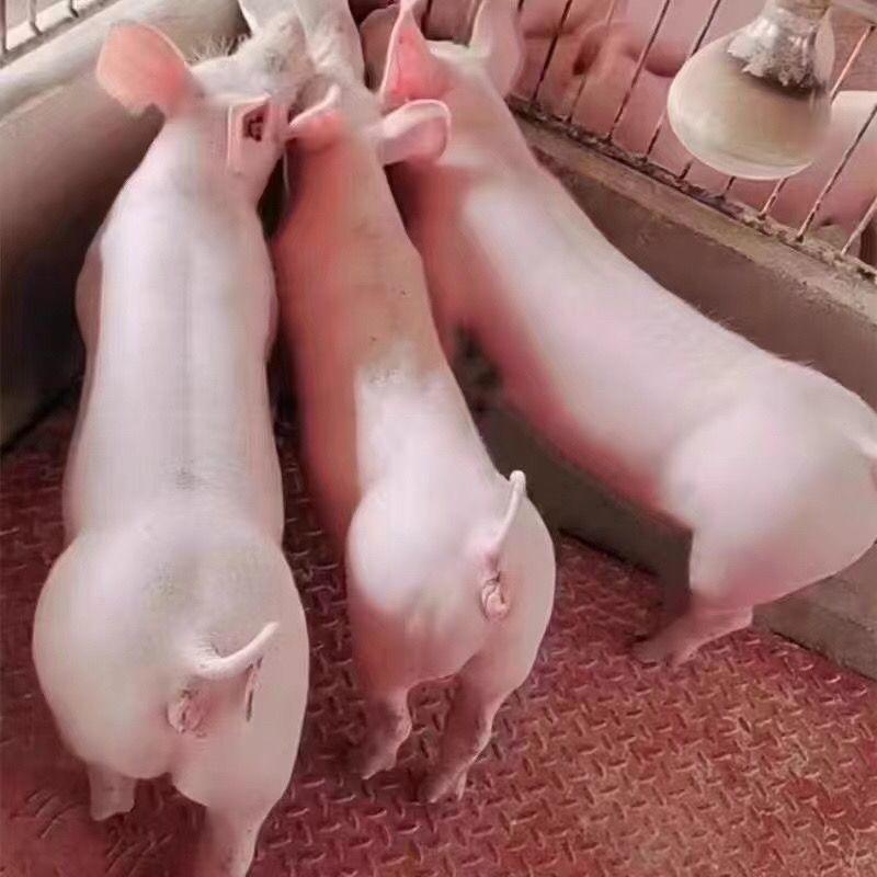 新美系原种大白母猪长白母猪二元母猪育肥猪小猪仔大约克母猪