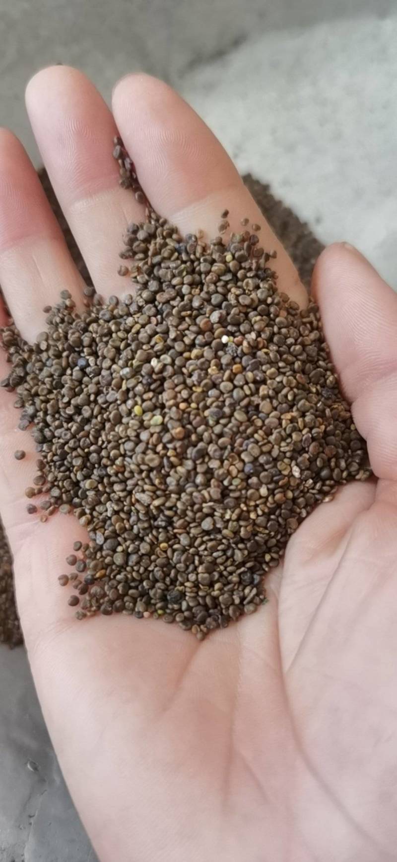 沙苑子沙苑子1000克各种规格批发中药材