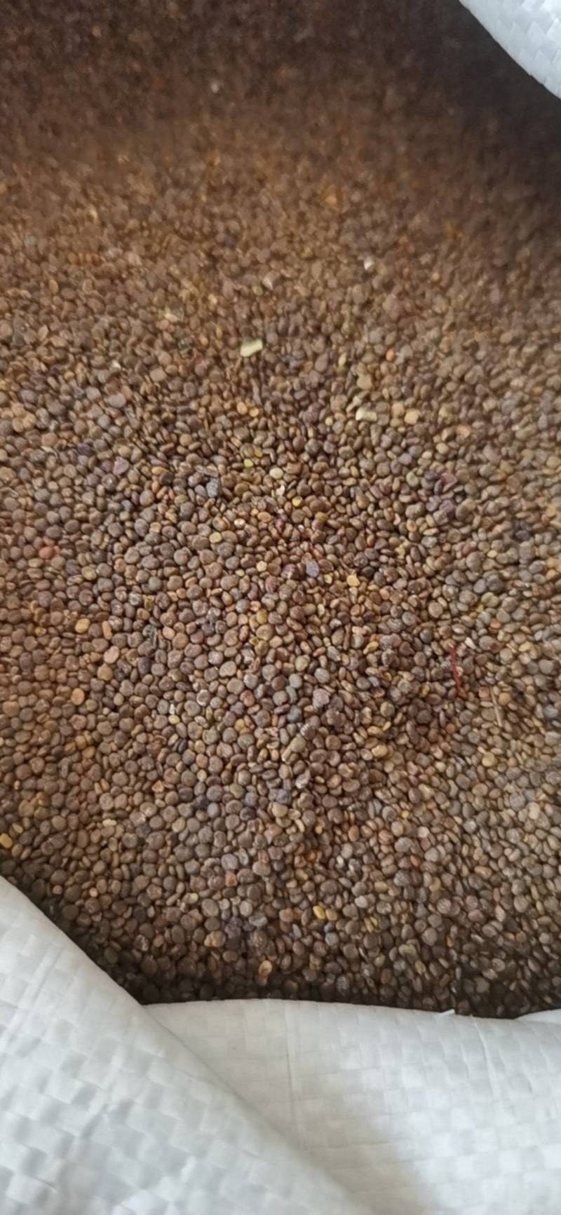 沙苑子沙苑子1000克各种规格批发中药材