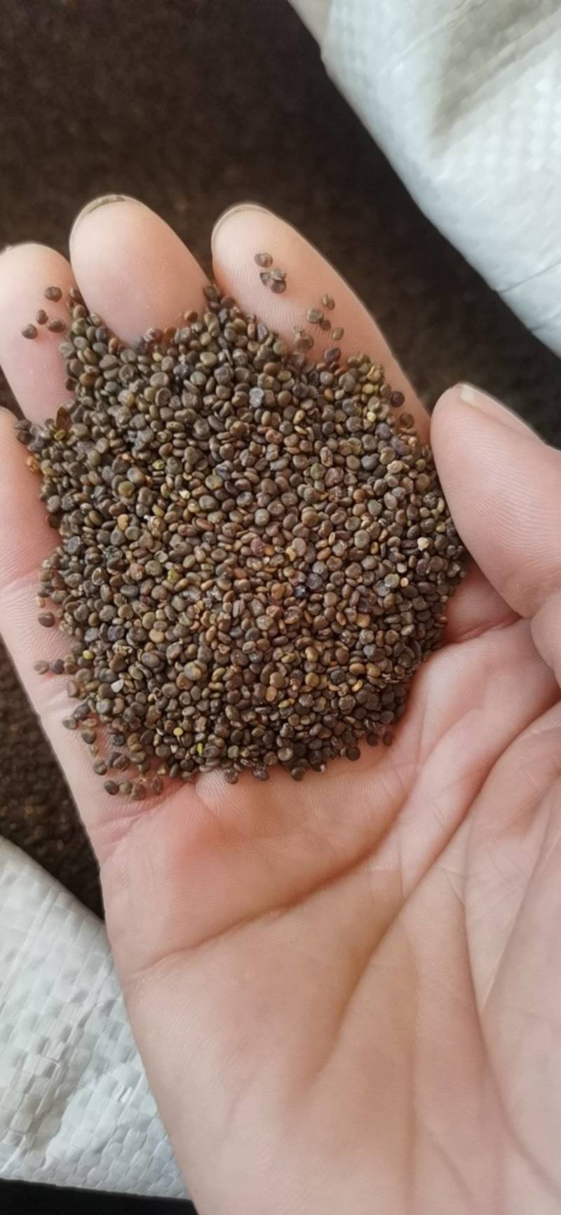 沙苑子沙苑子1000克各种规格批发中药材