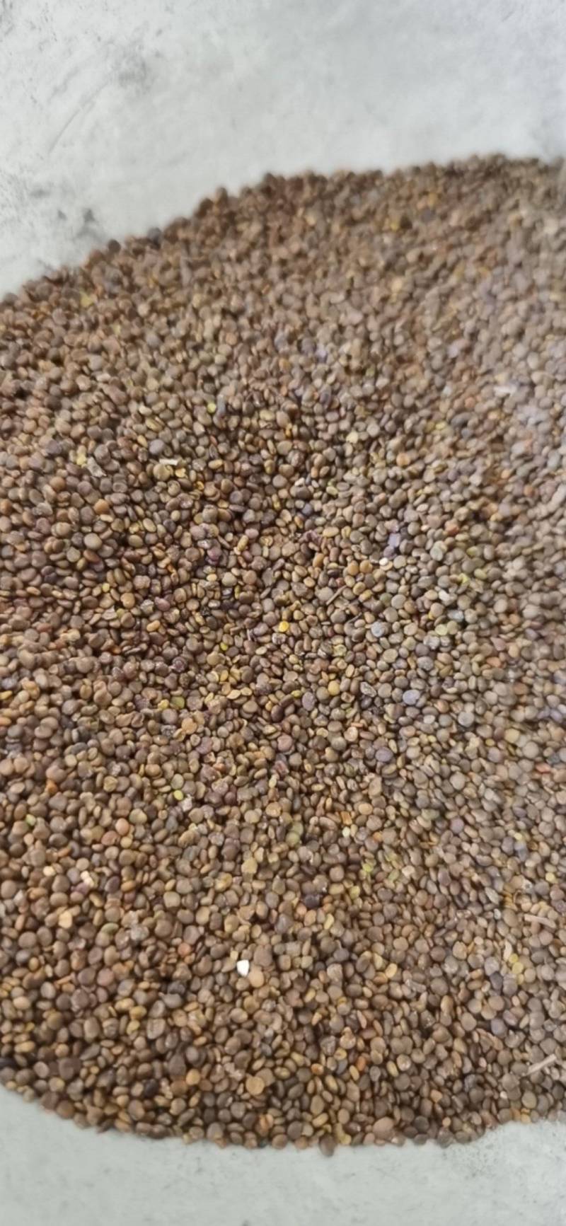 沙苑子沙苑子1000克各种规格批发中药材
