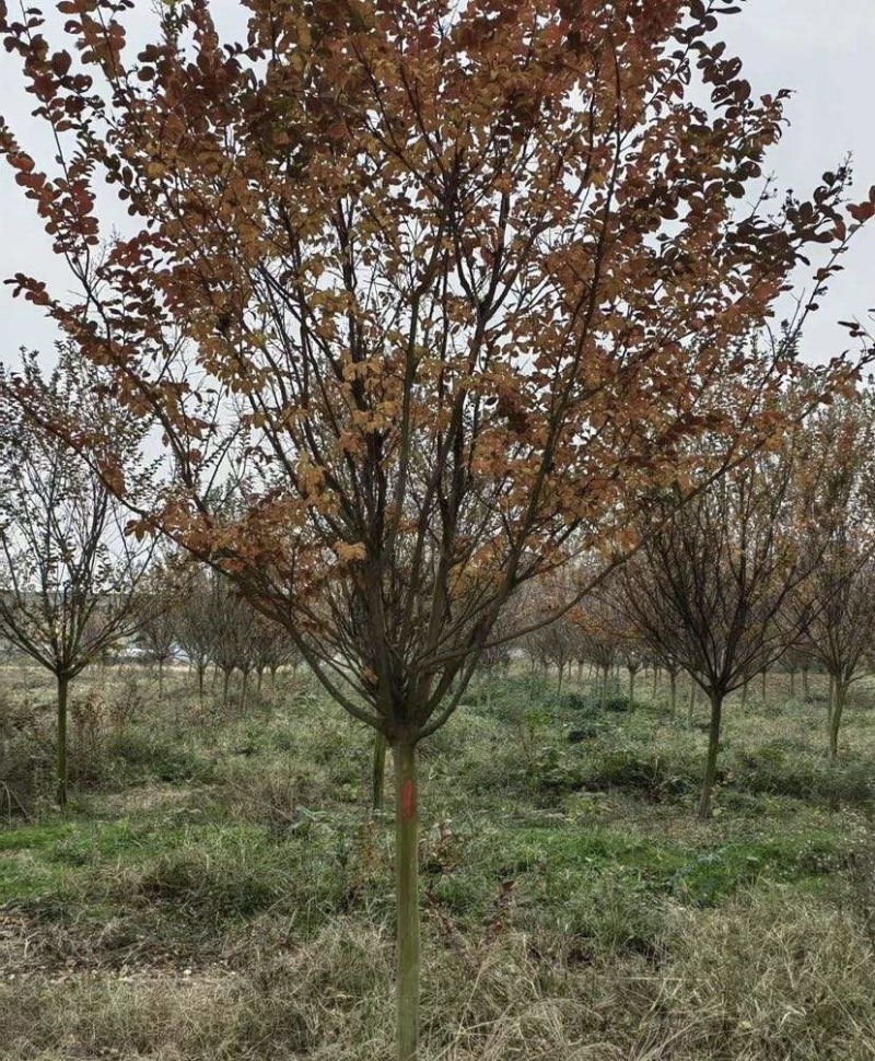 6公分8公分精品紫薇苗圃基地直销量大从优
