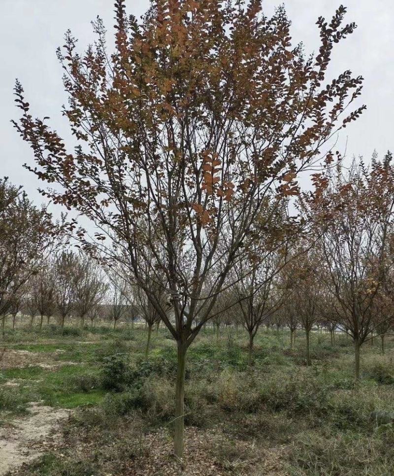 6公分8公分精品紫薇苗圃基地直销量大从优