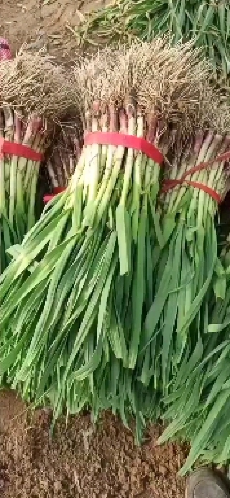 红根蒜苗