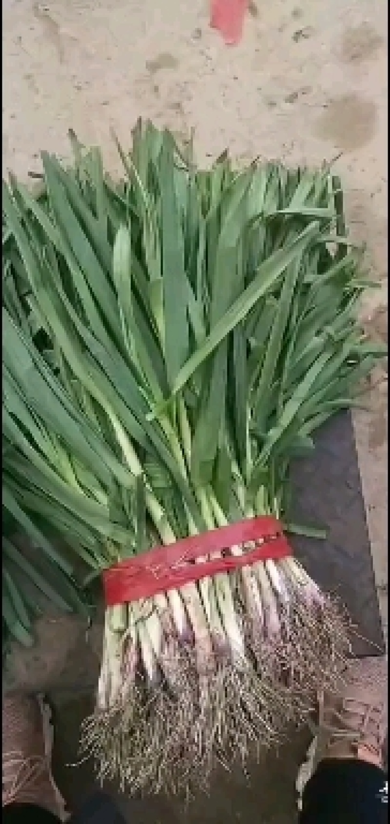 红根蒜苗