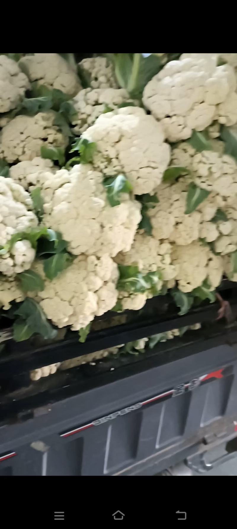 红根蒜苗
