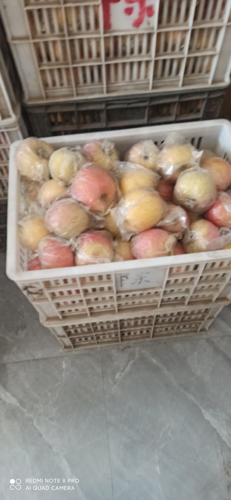 红根蒜苗
