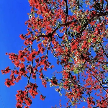 攀枝花