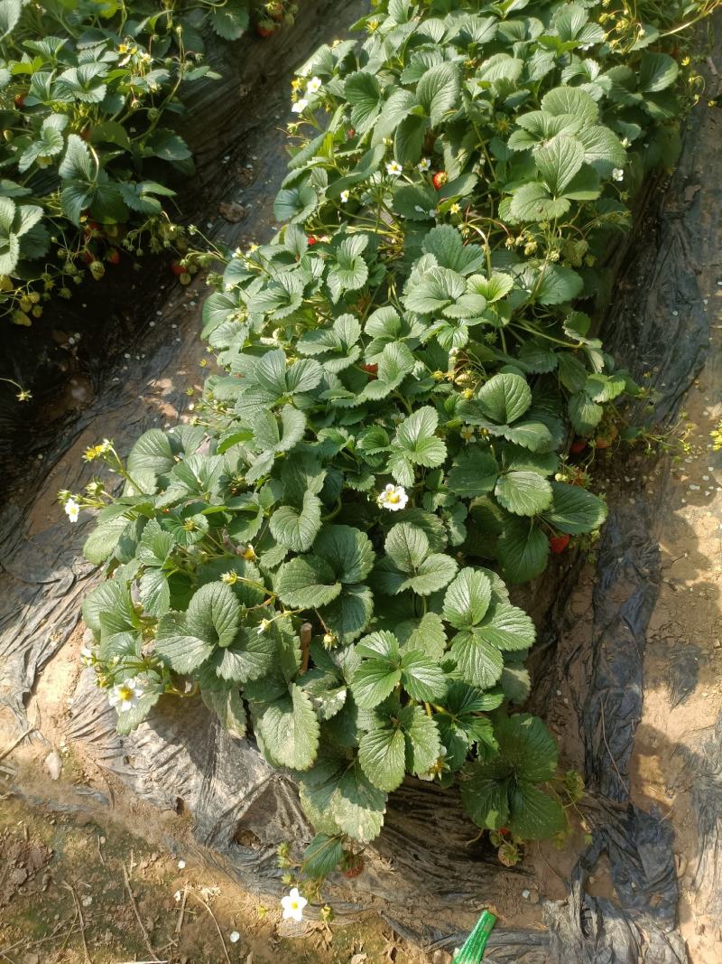 草莓苗