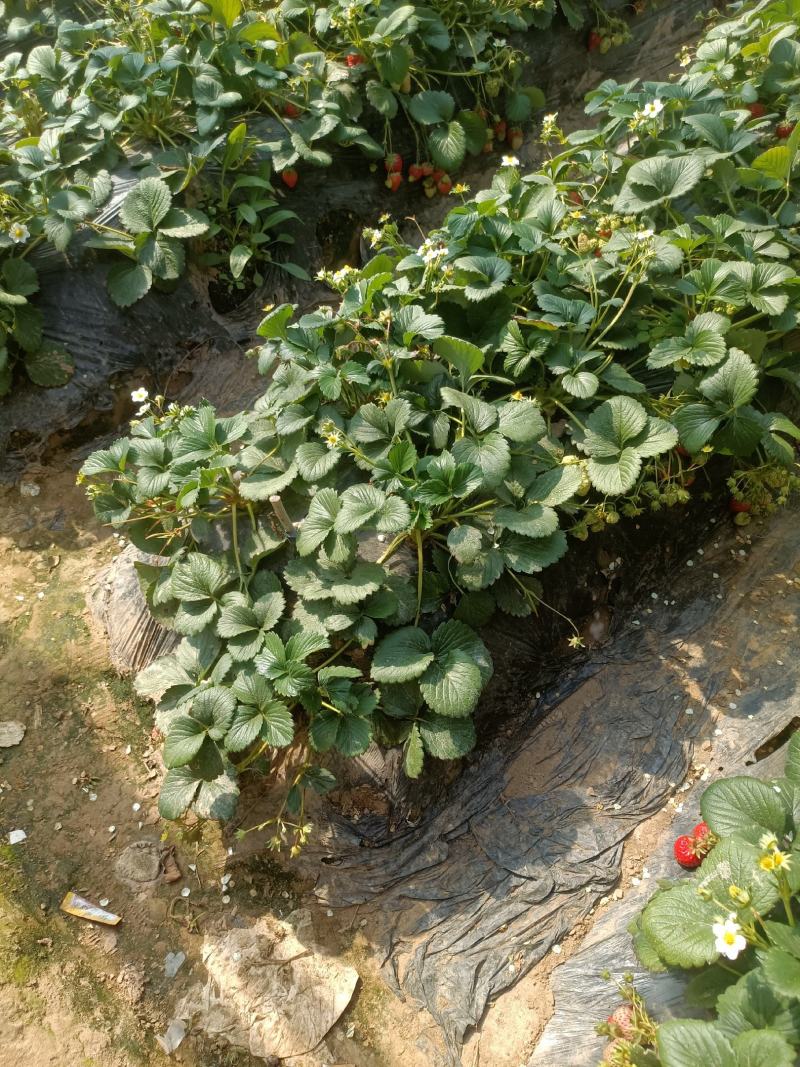 草莓苗