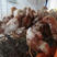 海兰褐，高产量多蛋鸡苗，成活率高，运输包存活到家