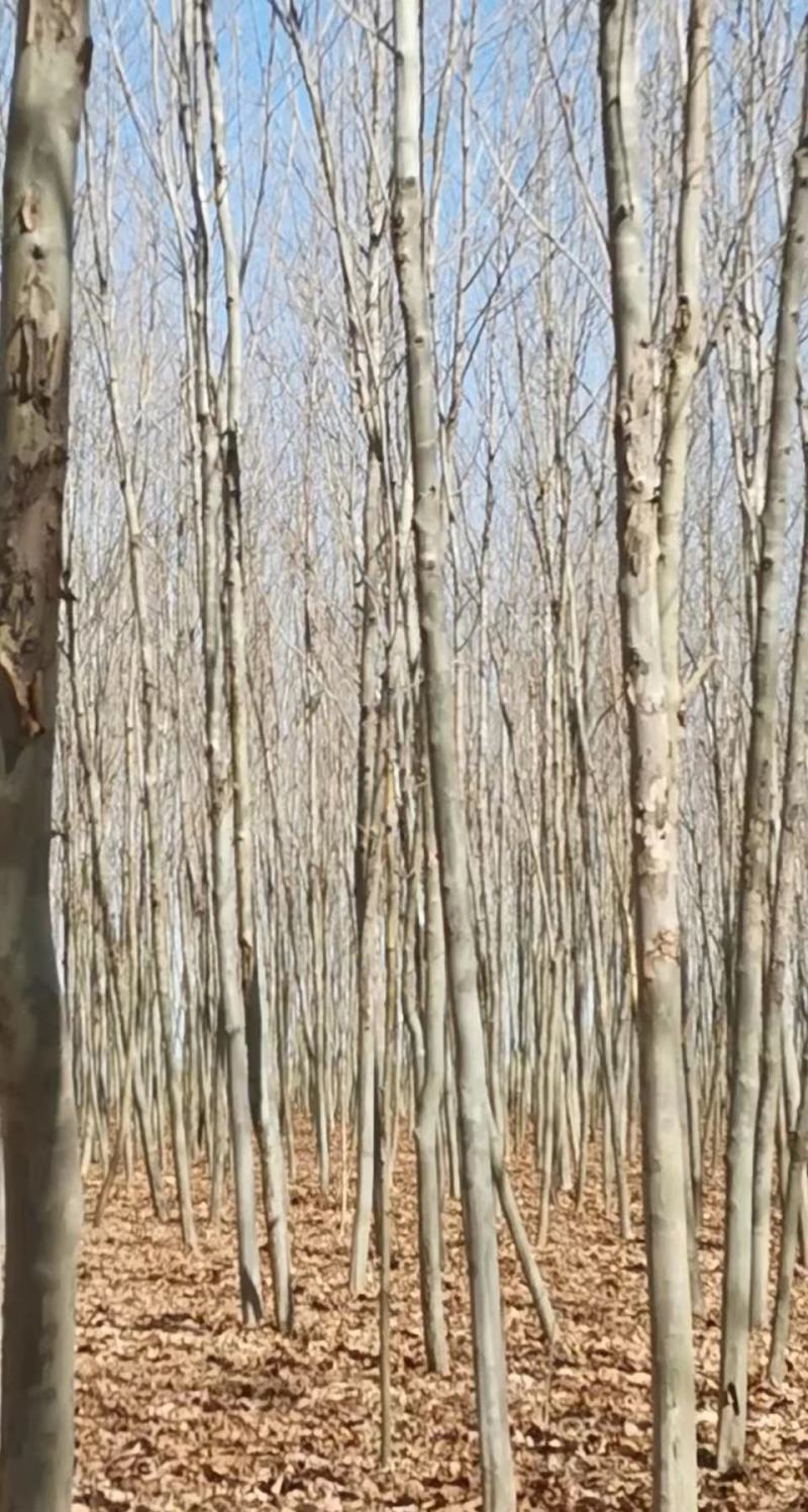 法桐八到十二公分，速生法桐，量大，法国梧桐