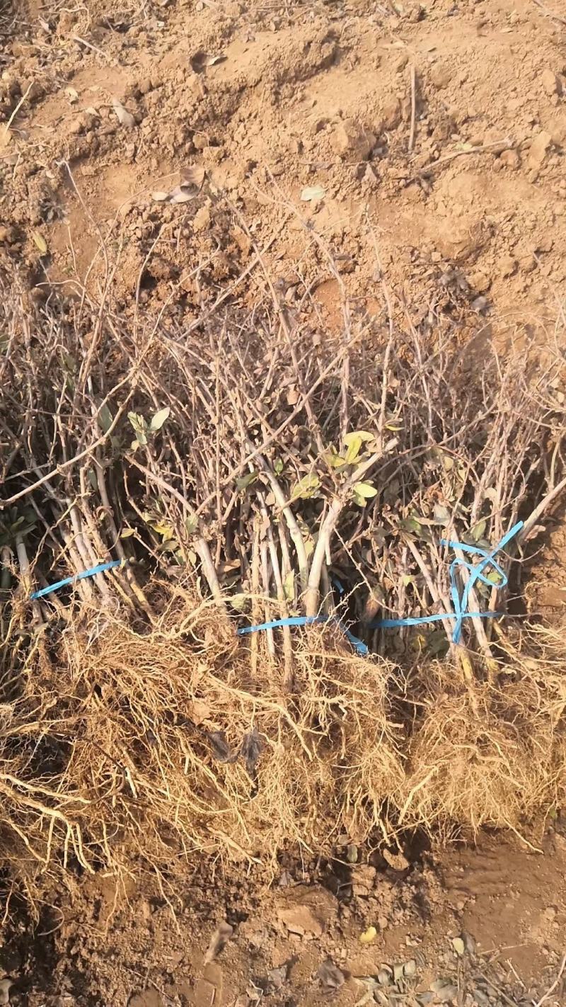 金银花盆景老桩，金银花小苗，货源充足上货快，真实有效