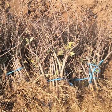 金银花盆景老桩，金银花小苗，货源充足上货快，真实有效