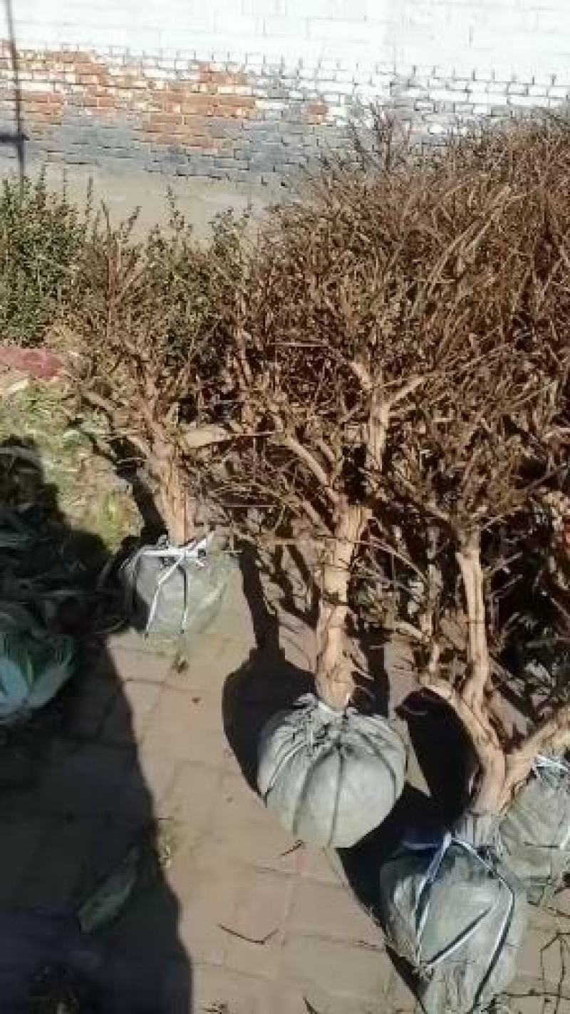 金银花盆景老桩，金银花小苗，货源充足上货快，真实有效