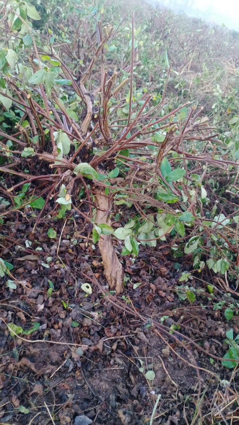 金银花盆景老桩，金银花小苗，货源充足上货快，真实有效