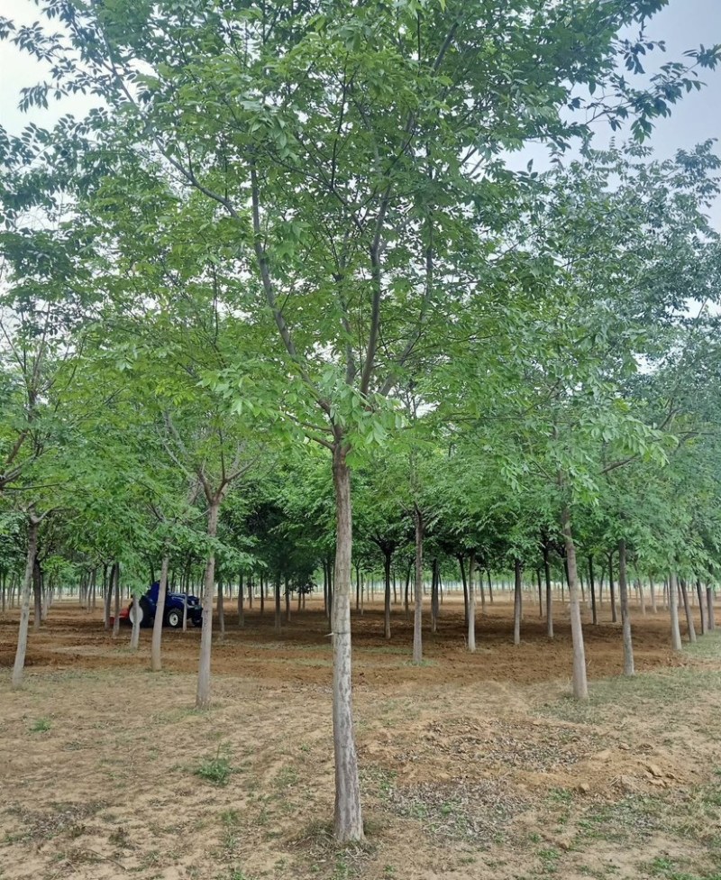 15公分20公分25公分朴树精品苗工程苗苗圃基地直销