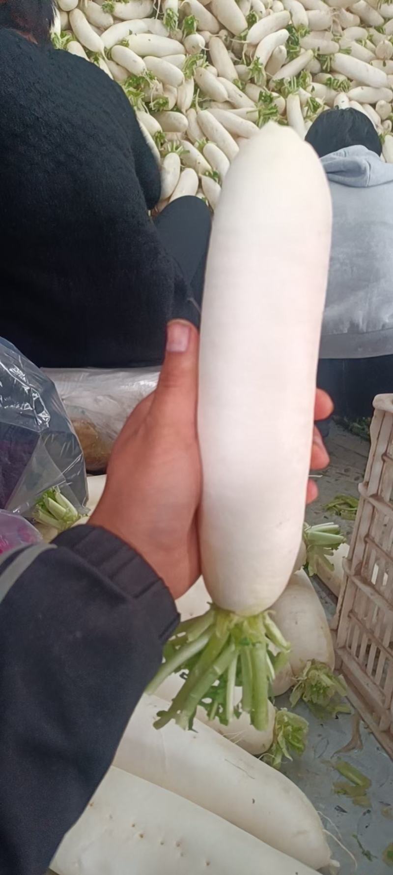 精品优质白萝卜，各种品质、规格、种类、常年有货