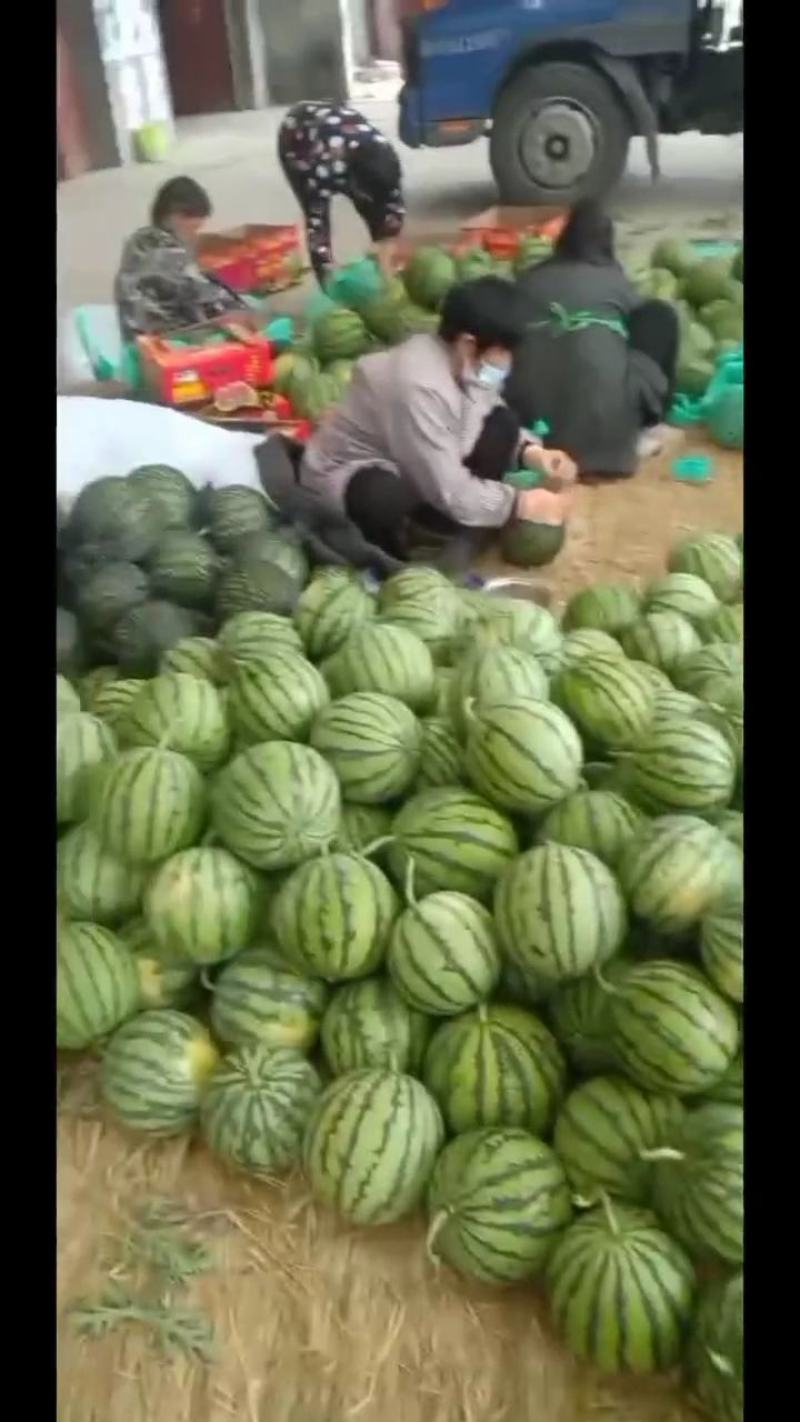 广东二茬有仔瓜，糖度高，大红瓤小薄皮，吃在嘴里化渣。