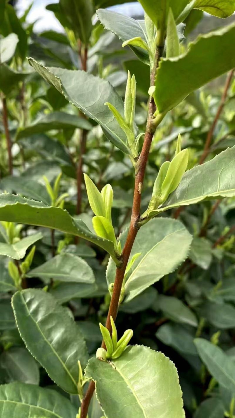 金庭西山洞庭山碧螺春开採，浓香型，.纯手工炒制，货源充足
