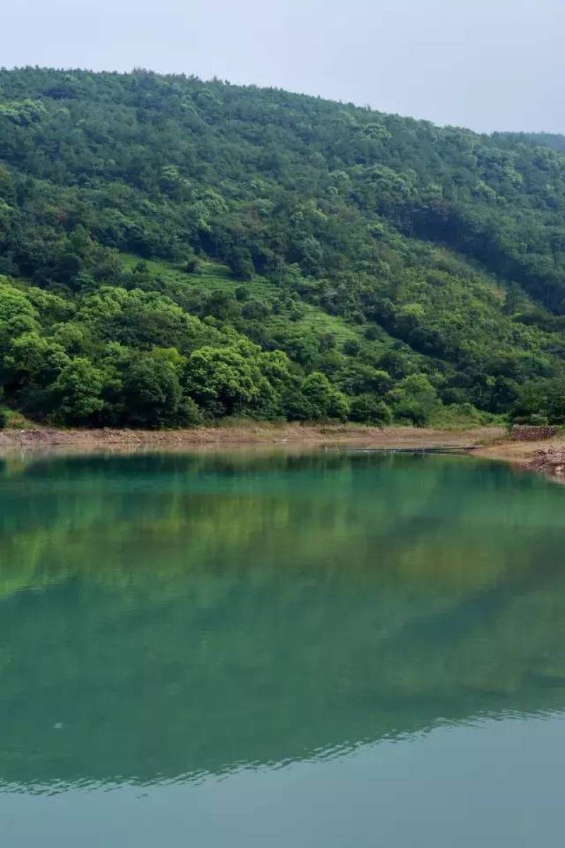 金庭西山洞庭山碧螺春开採，浓香型，.纯手工炒制，货源充足