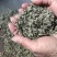 金庭西山洞庭山碧螺春开採，浓香型，.纯手工炒制，货源充足