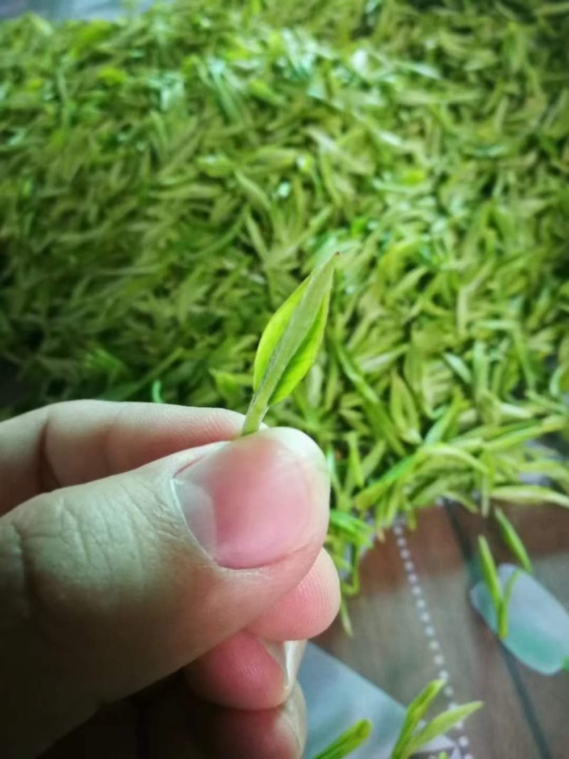 金庭西山洞庭山碧螺春开採，浓香型，.纯手工炒制，货源充足