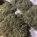 金庭西山洞庭山碧螺春开採，浓香型，.纯手工炒制，货源充足
