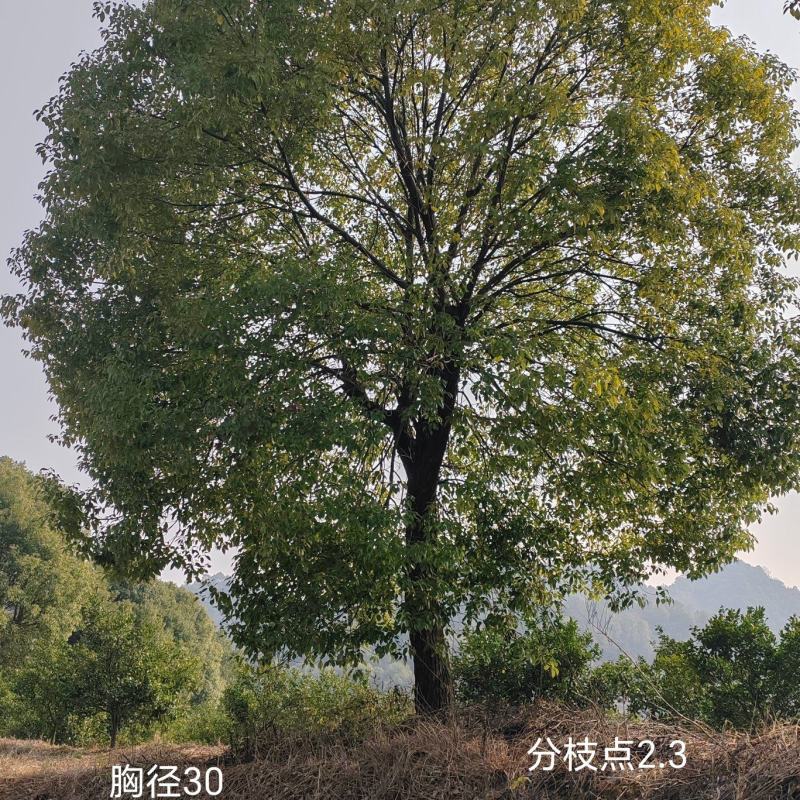 香樟