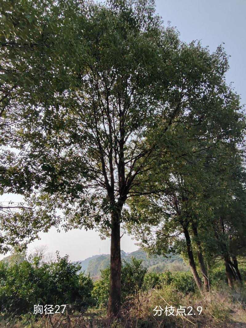 香樟