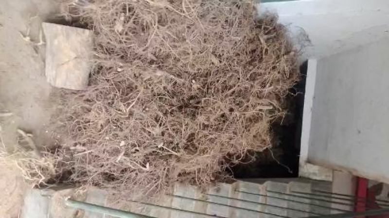 白花牛奶根