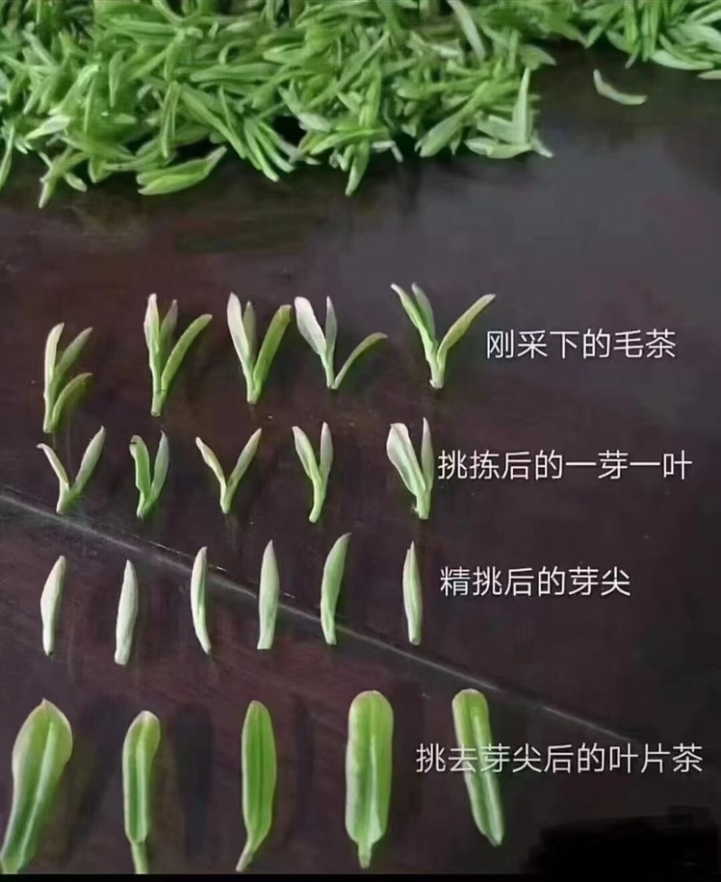 苏州东山碧螺春茶叶