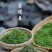 苏州东山碧螺春茶叶