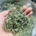 苏州东山碧螺春茶叶