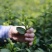 苏州东山碧螺春茶叶