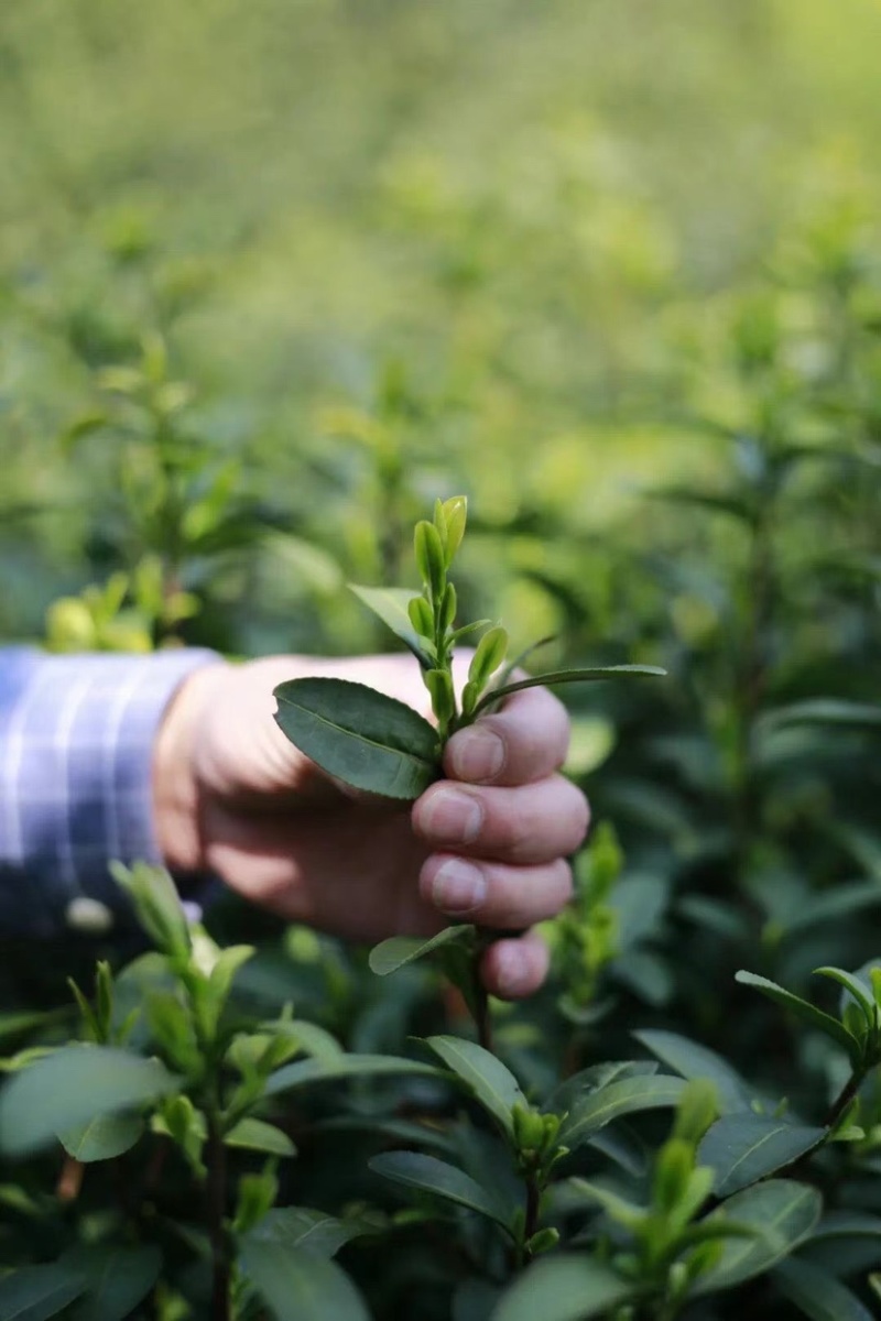 苏州东山碧螺春茶叶