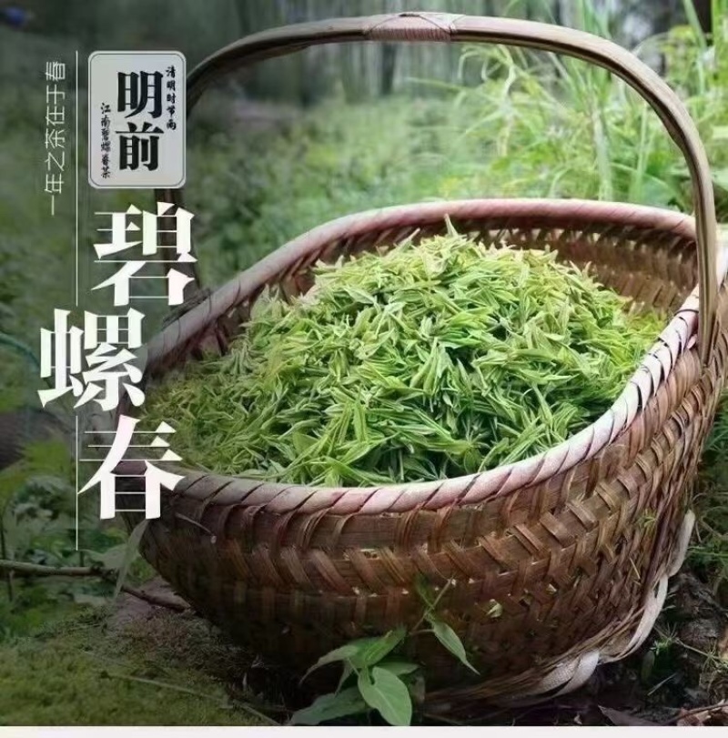 苏州东山碧螺春茶叶