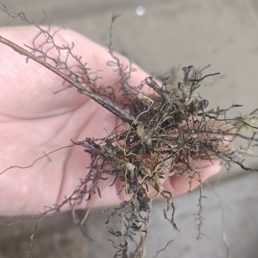 海金沙种苗两年根茎苗