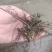 海金沙种苗两年根茎苗