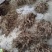 海金沙种苗两年根茎苗