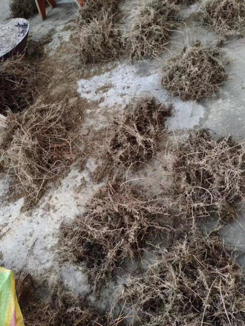 海金沙种苗两年根茎苗