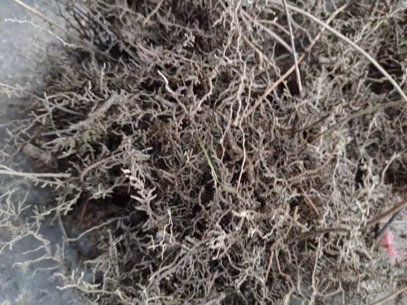 海金沙种苗两年根茎苗