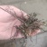 海金沙种苗两年根茎苗