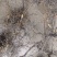 海金沙种苗两年根茎苗